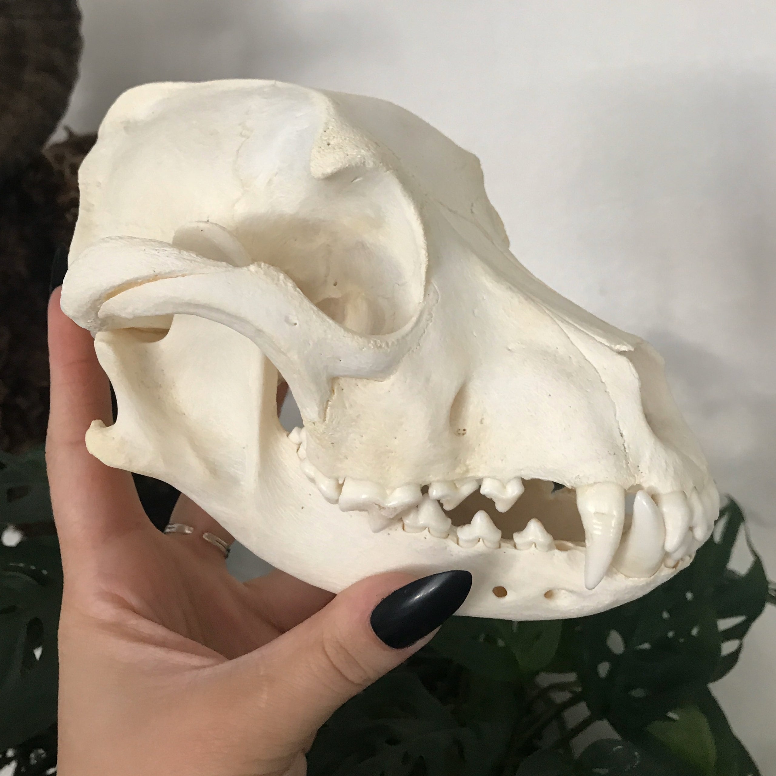 Domestic Dog Skull Natural Selection Store Purveyors of all