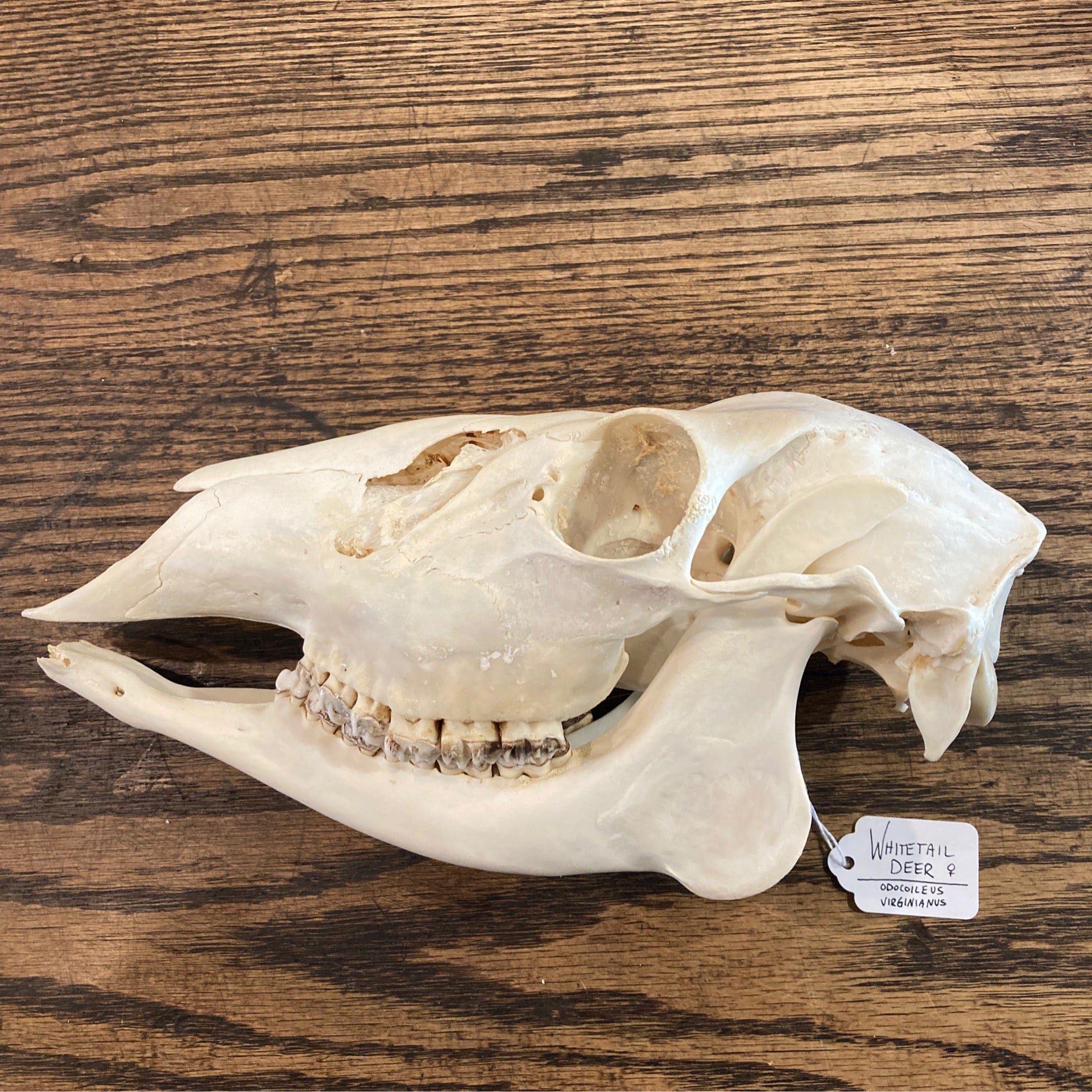 Deer skull best sale