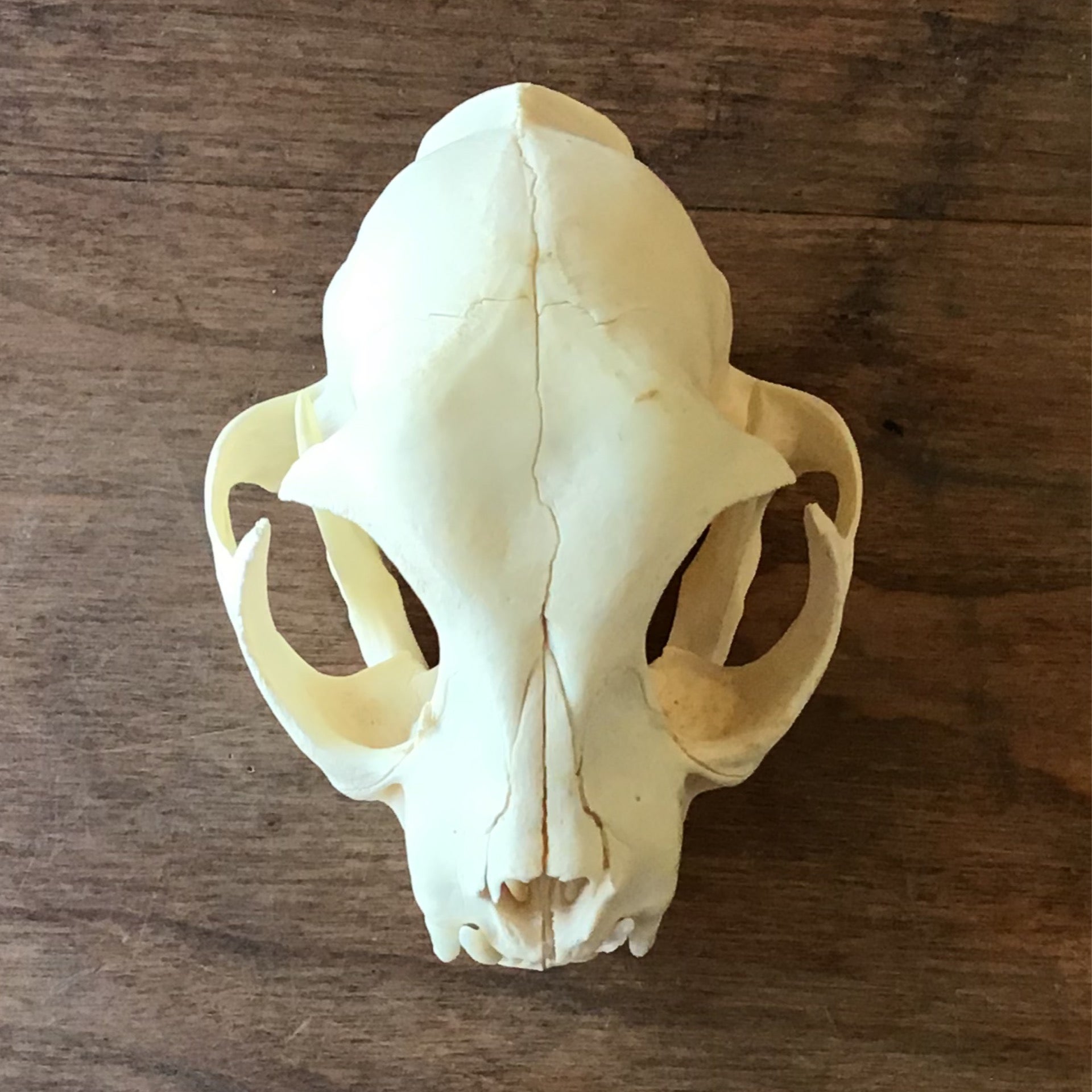  POPETPOP 2pcs Cat Skull Realistic Animal Skull Bone